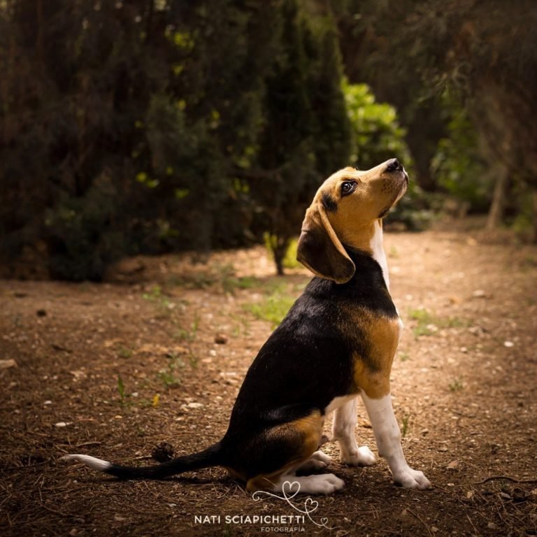 Bobi, Beagle