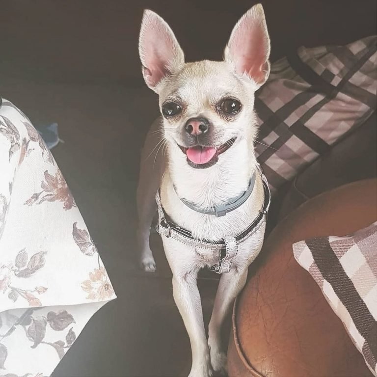 Laika, Chihuahua