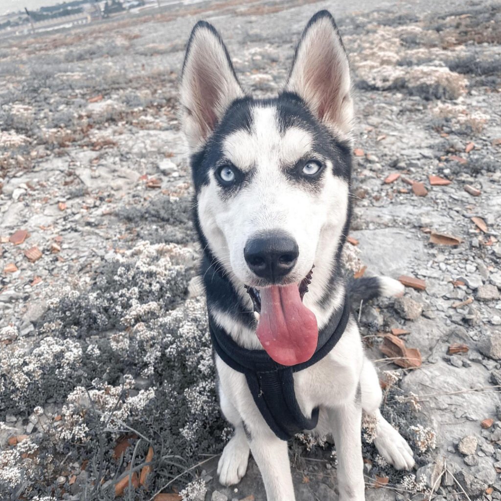 husky