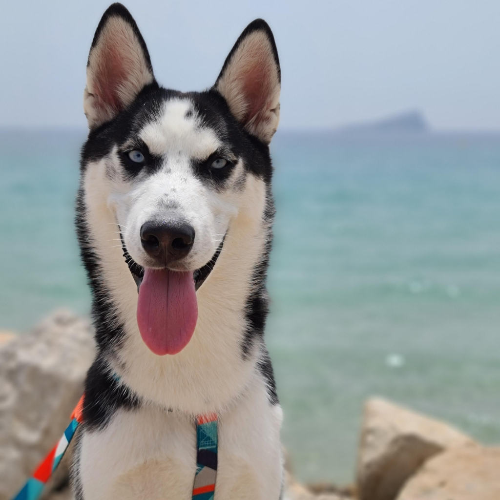 husky siberiano