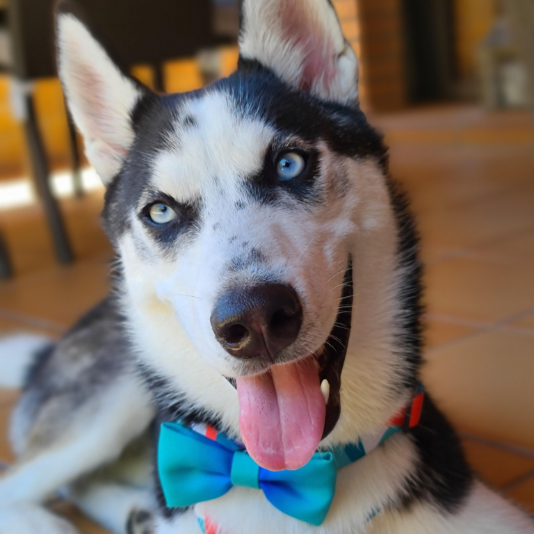 husky siberiano