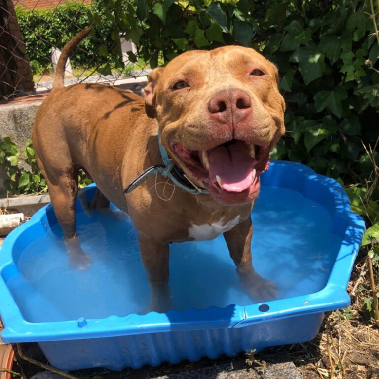 perritos adoptados
