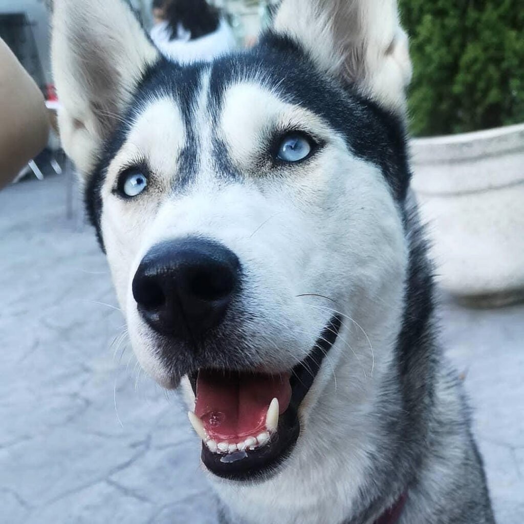 Perrita Husky