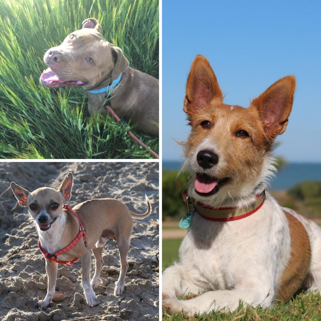 Perritos adoptados