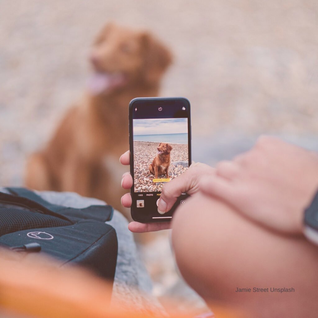 mascotas redes sociales