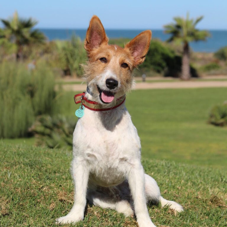 perritos adoptados