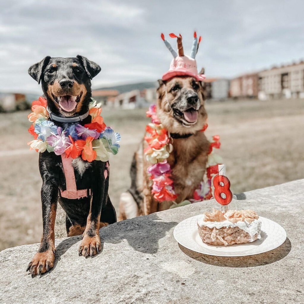 pastor alemán, jagdterrier alemán