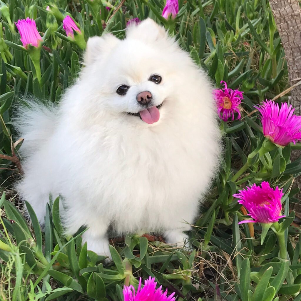 pomerania blanco