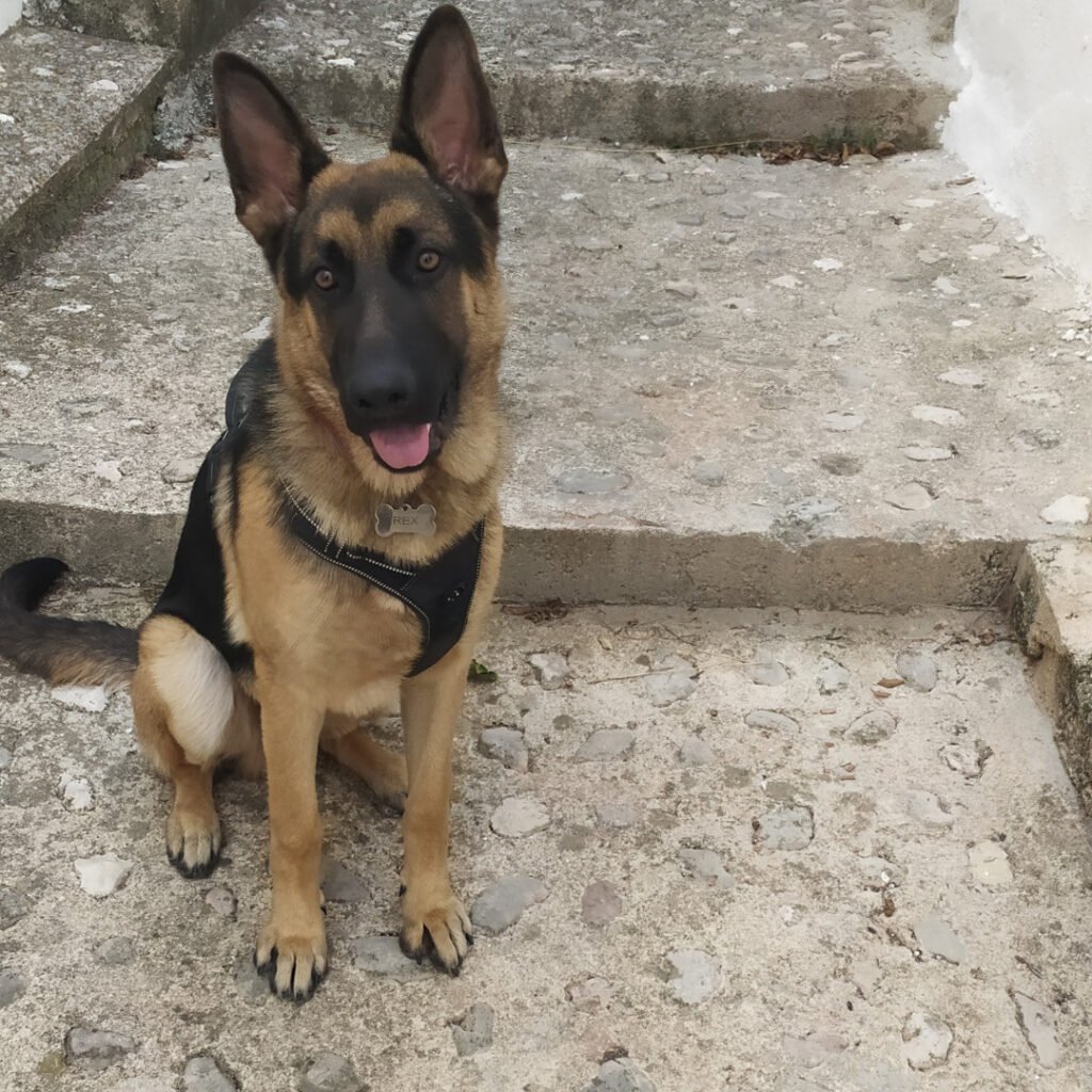 perro pastor alemán