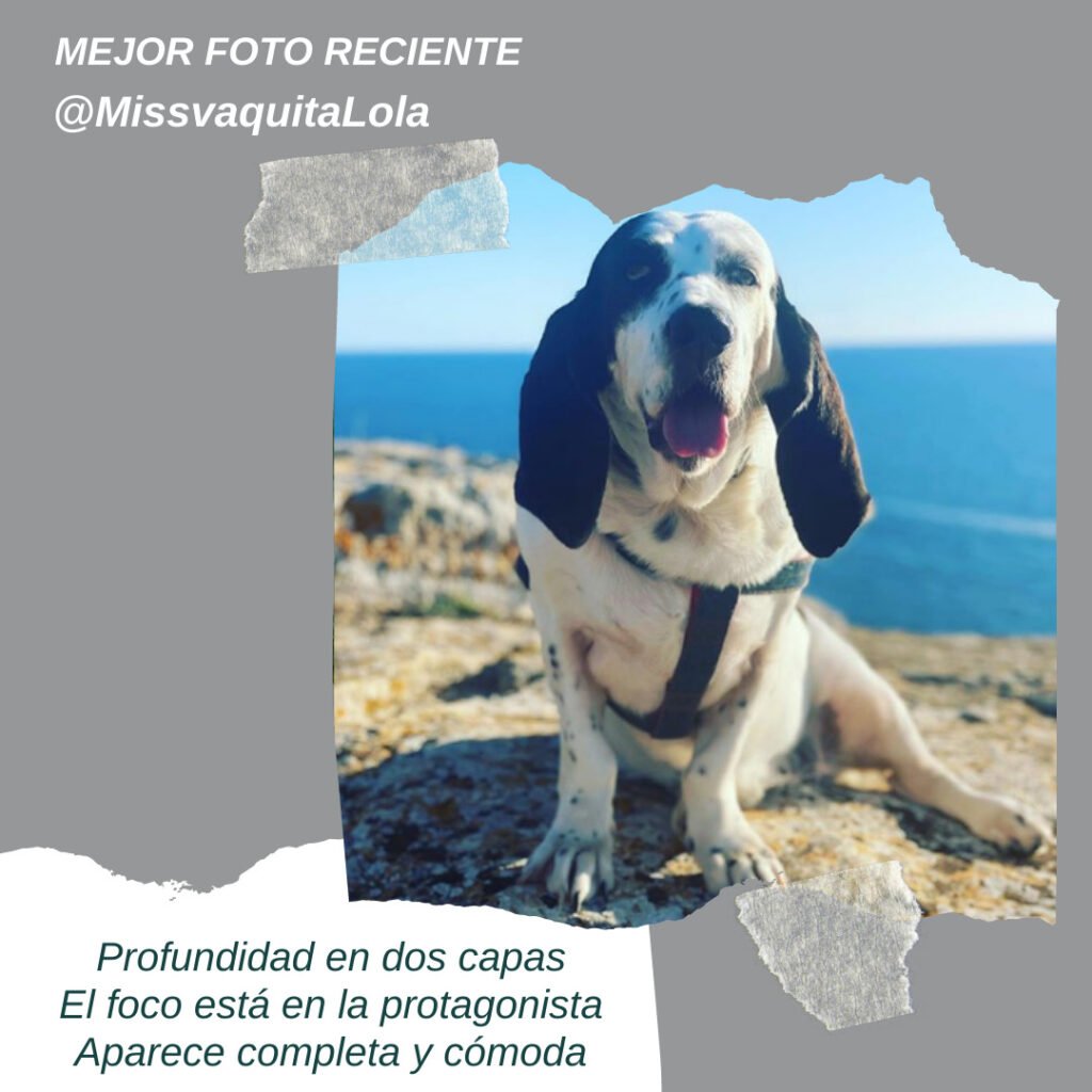 fotografía de mascotas
