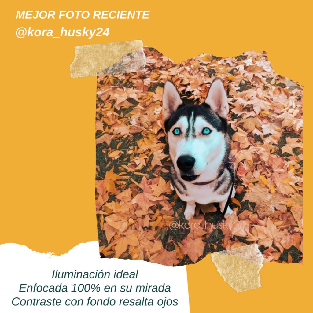 fotografía de mascotas