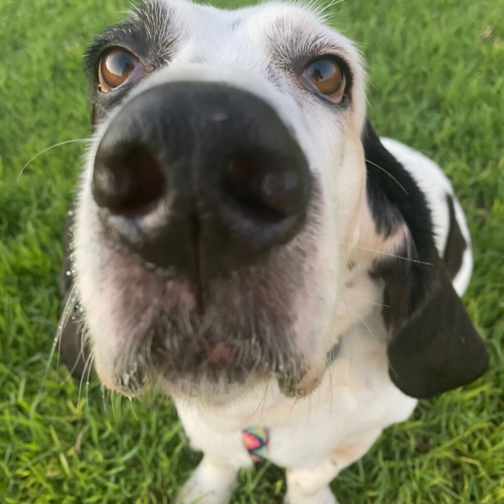 basset hound