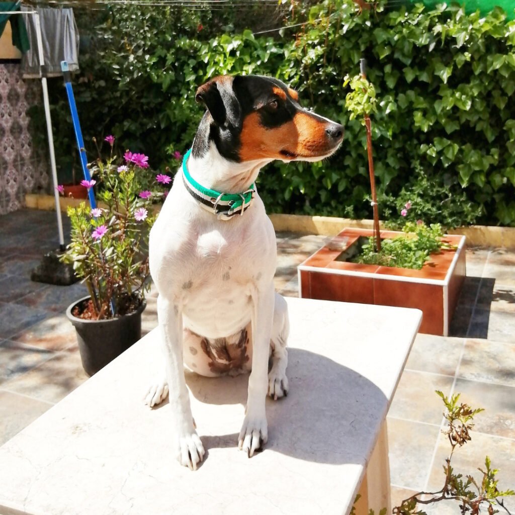 perro bodeguero