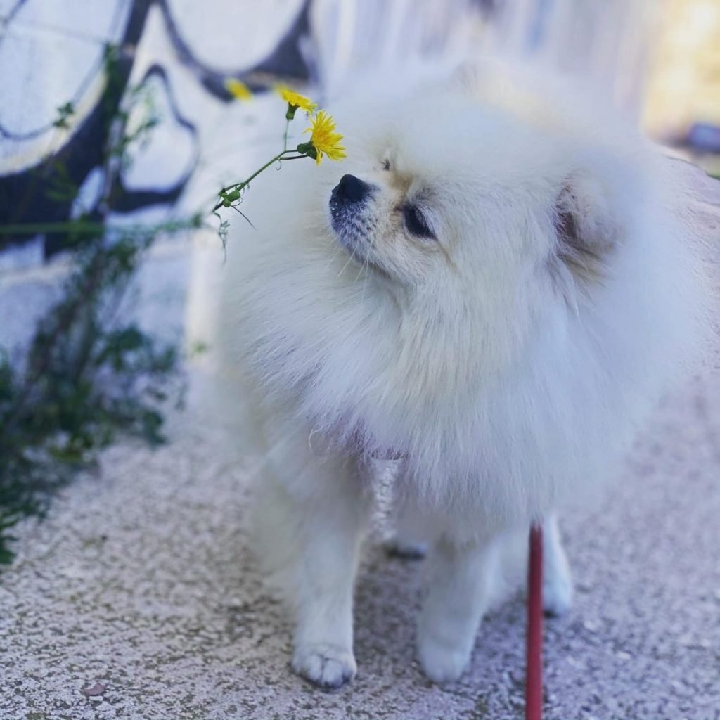 pomerania