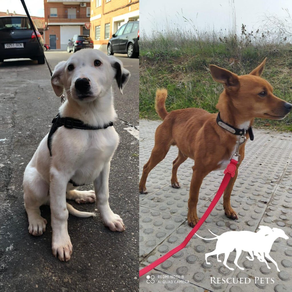 abandono de perros, caza, España