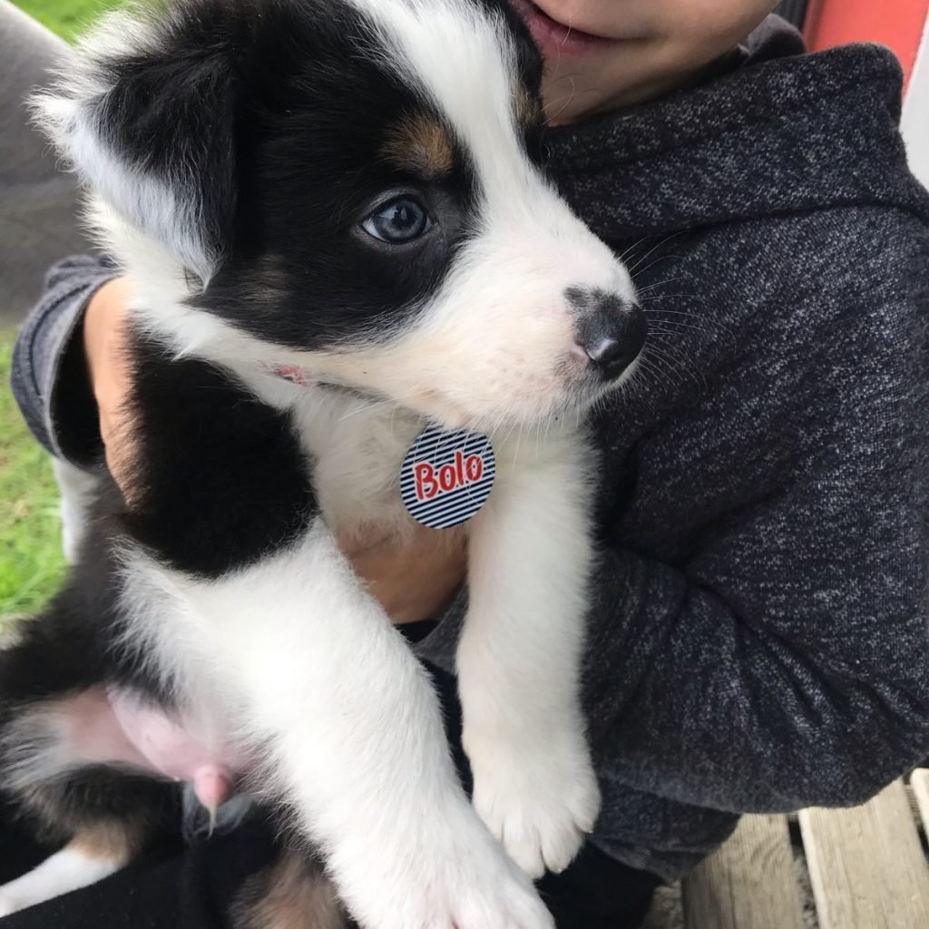 Border Collie en Vigo