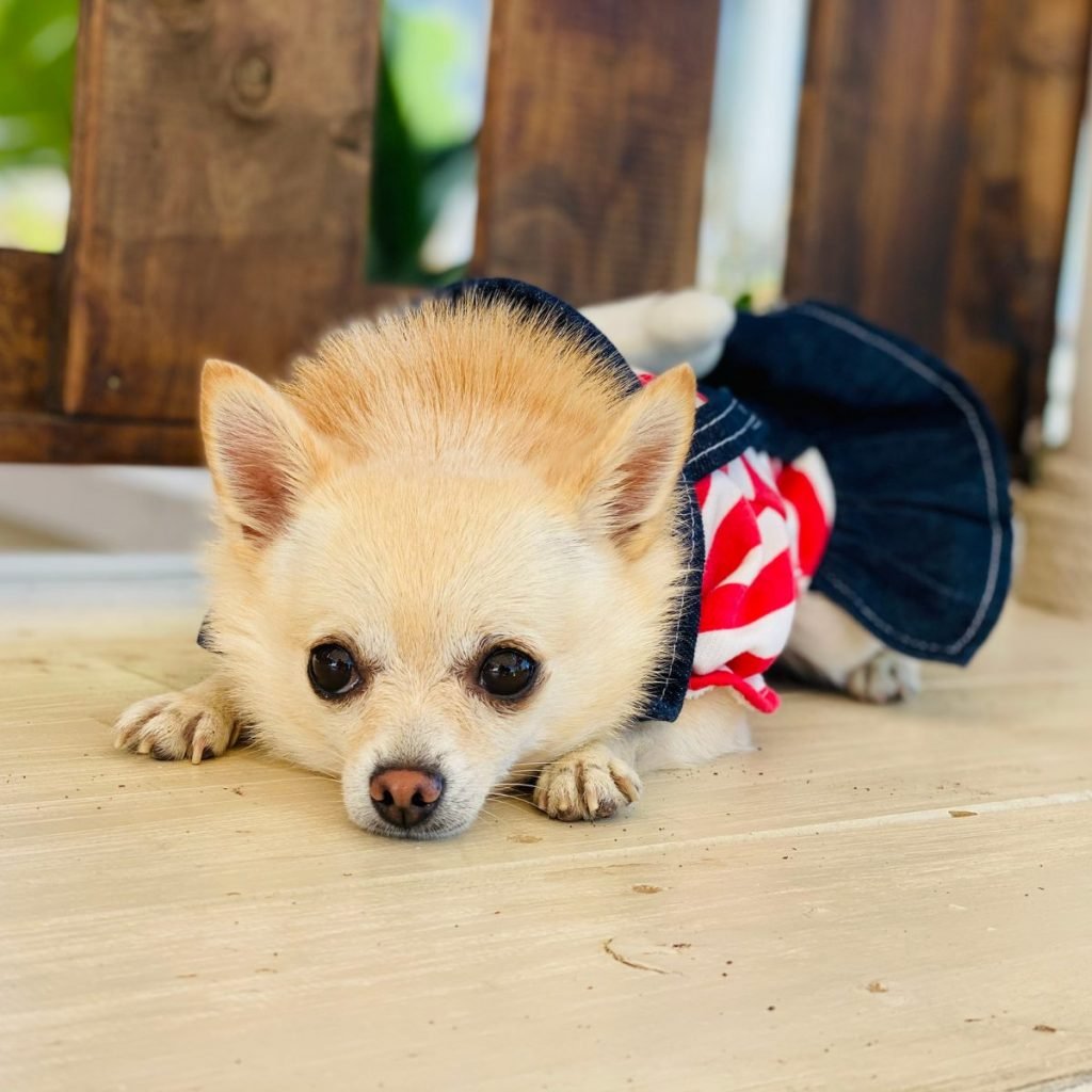 perra chihuahua