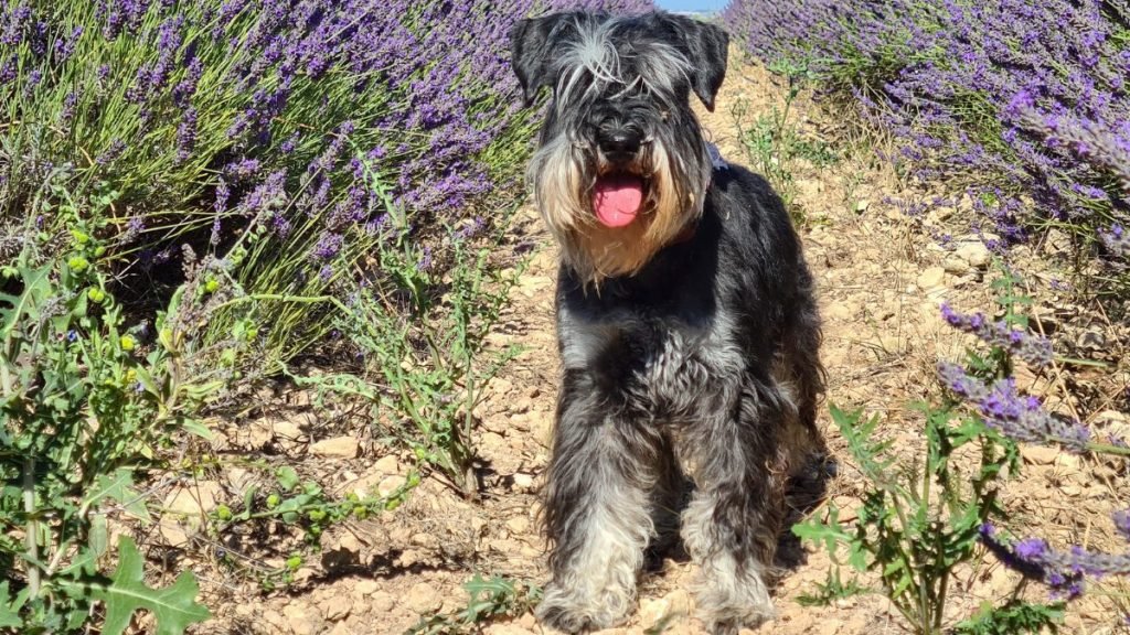 Onix, Schnauzer Miniatura