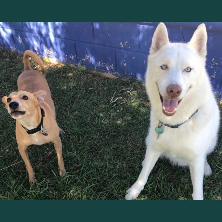 podenco husky