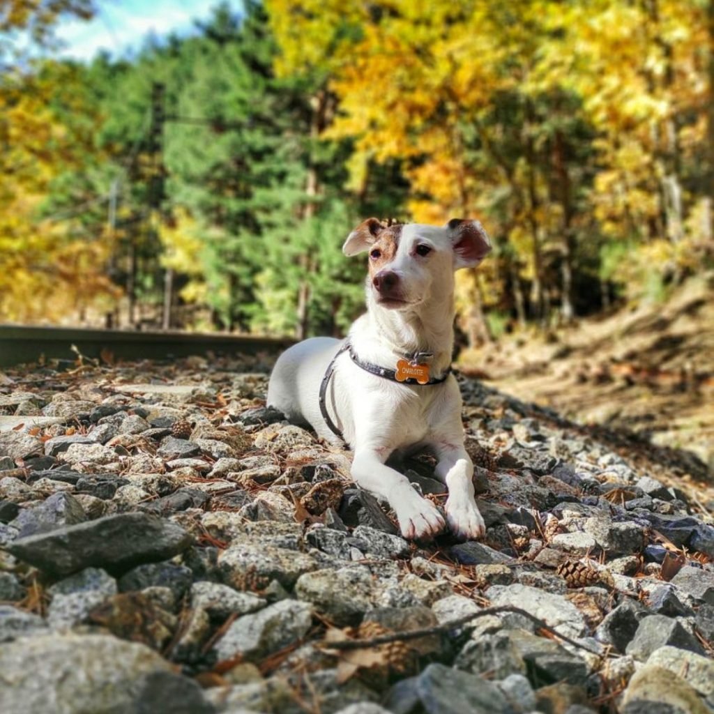 Mix Jack Russell