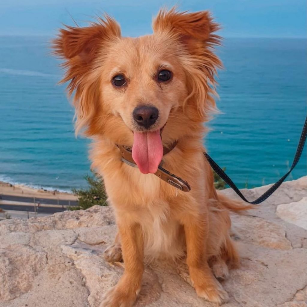 perro mestizo