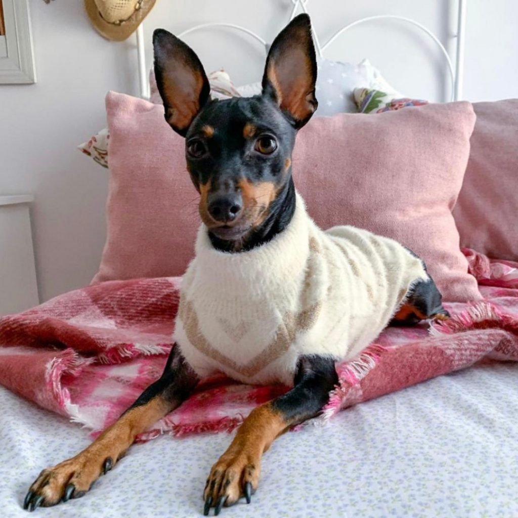 pinscher miniatura