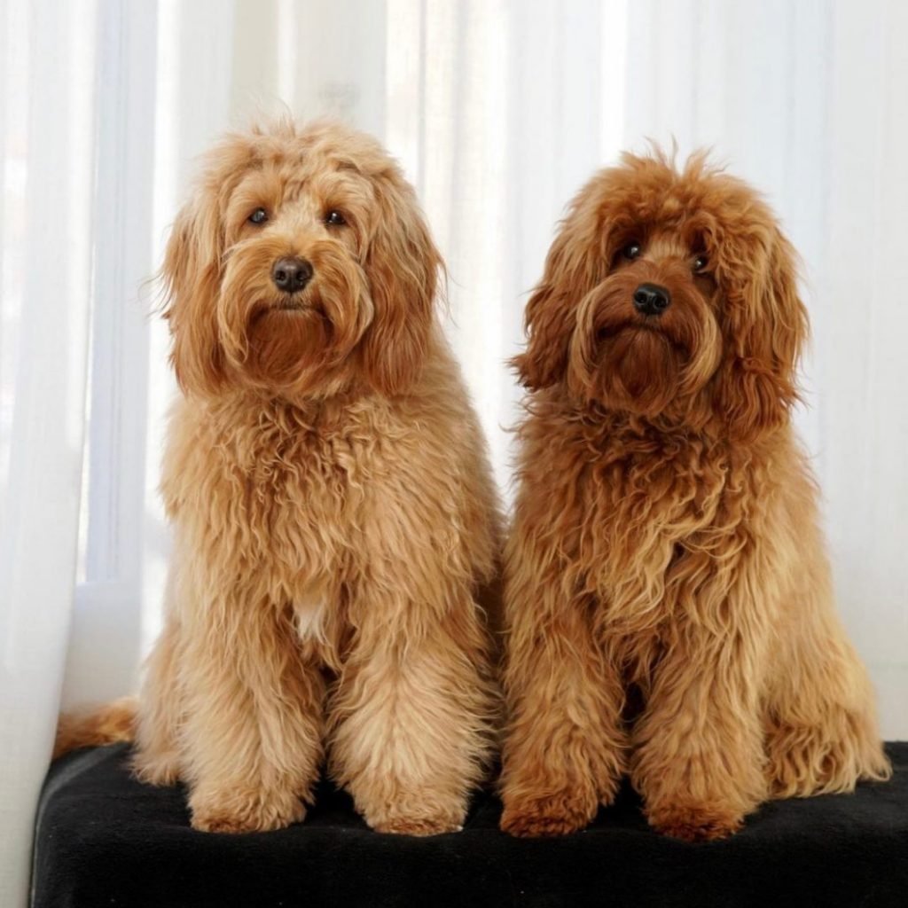 Australian Cobberdogs