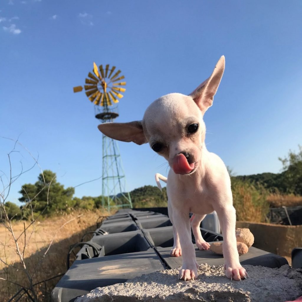 linda chihuahua