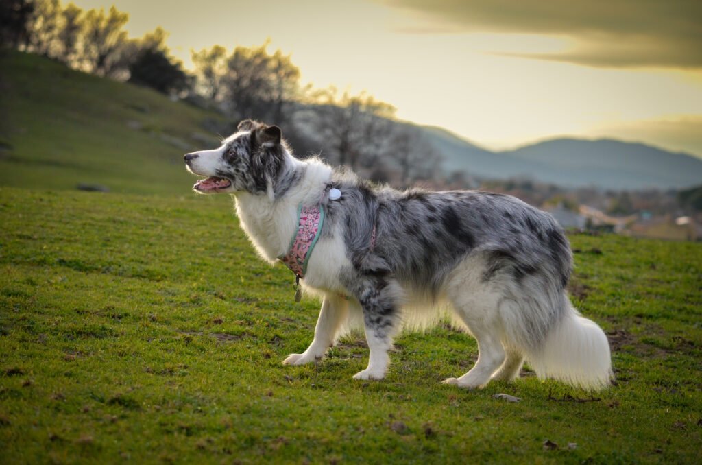 lady, border collie, la pata marketing, agencia de pet marketing en madrid