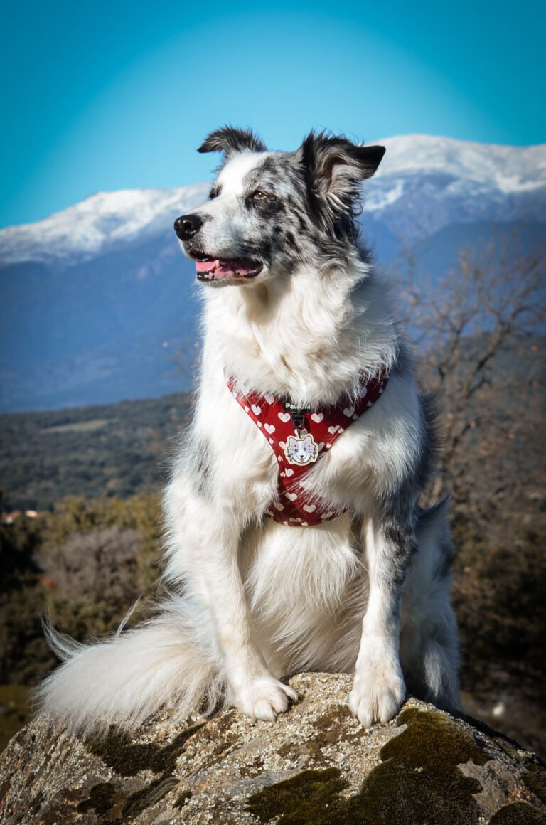 lady, border collie, la pata marketing, agencia de pet marketing en madrid