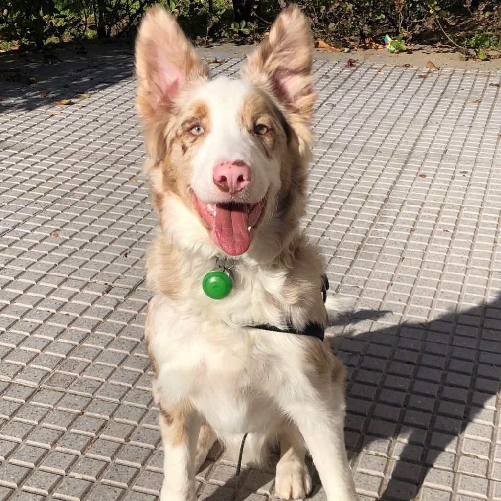 Border Collie en Huelva