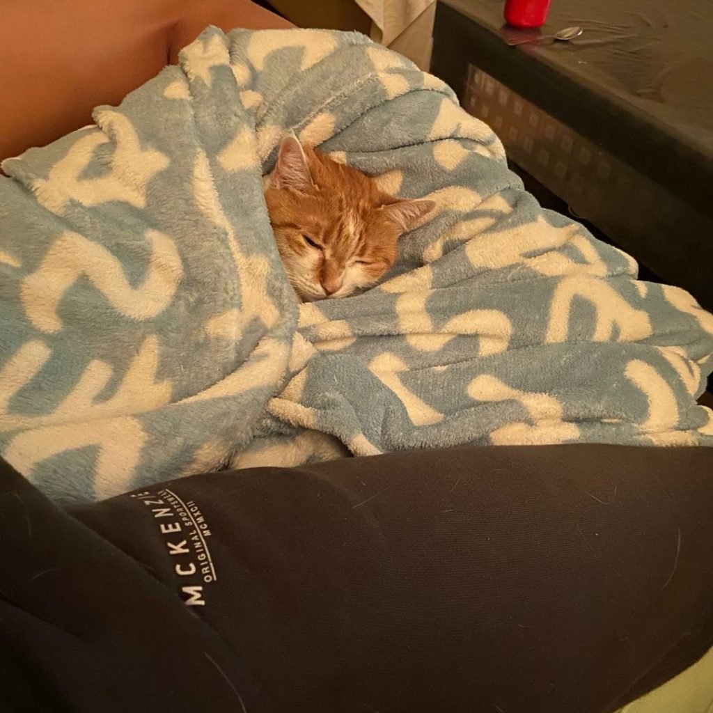 Gata adoptada