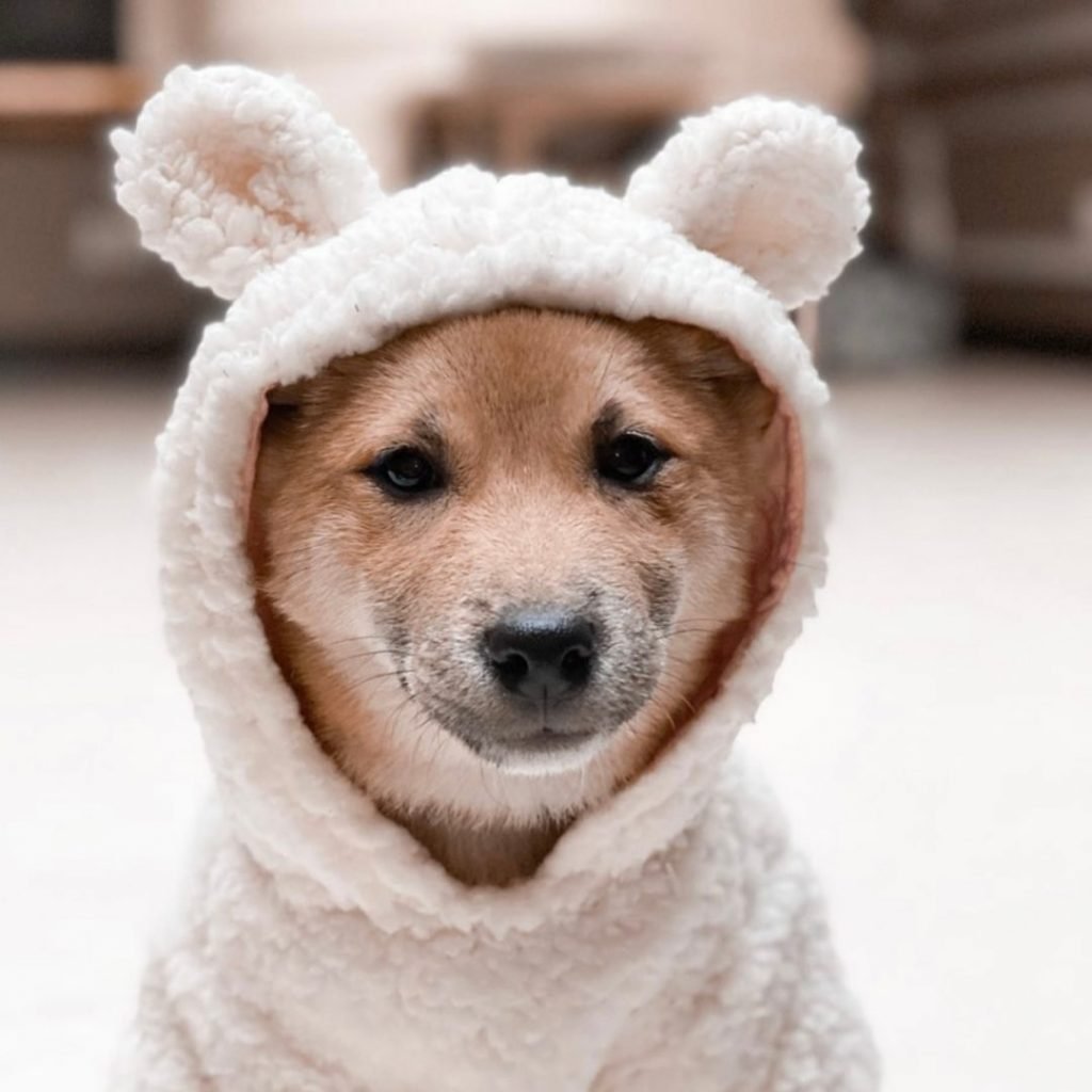Shiba Inu