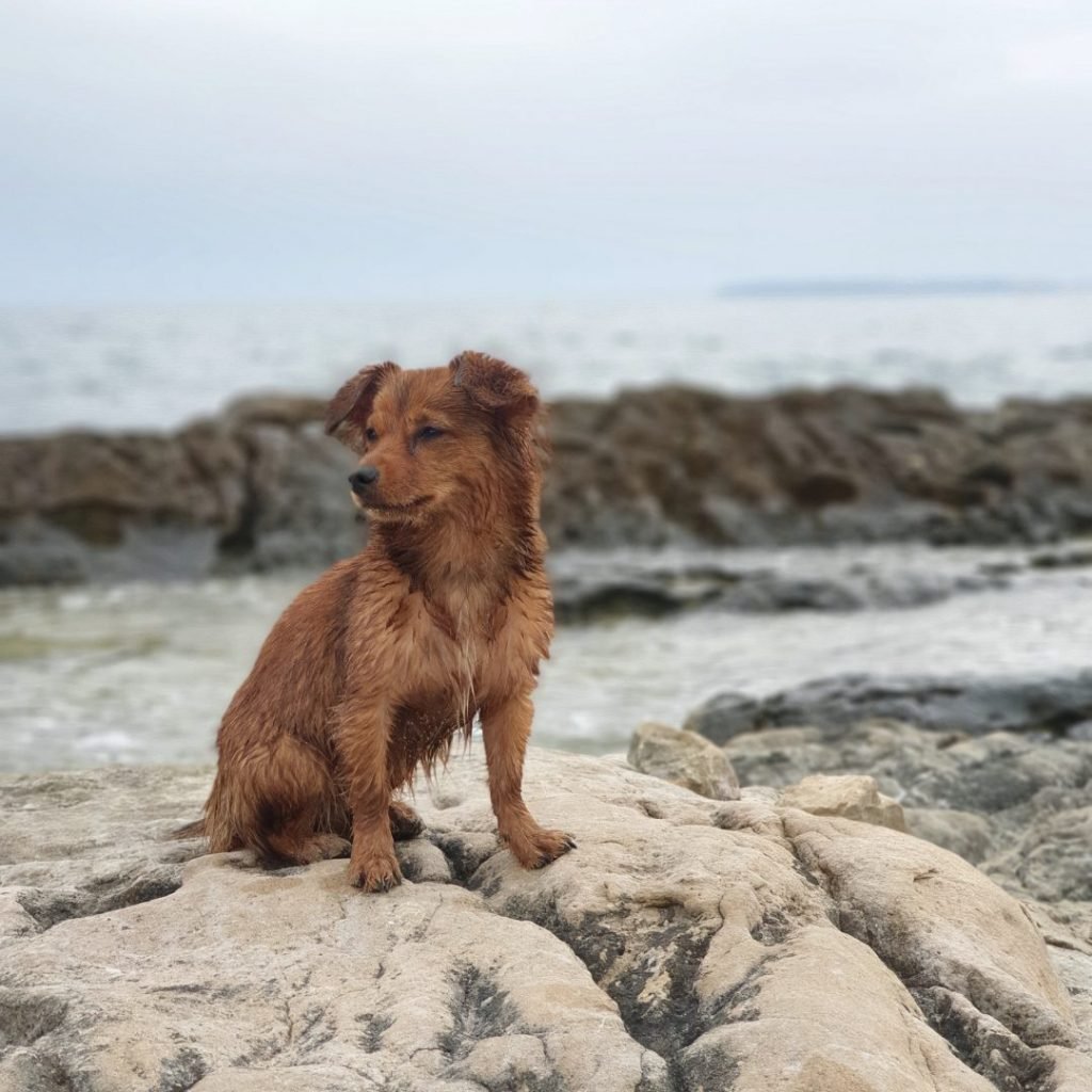 Patata perrita rescatada