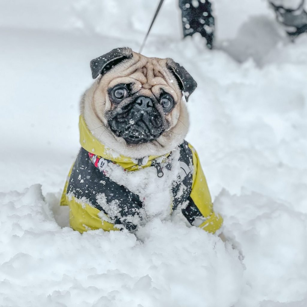 Pug, Carlino