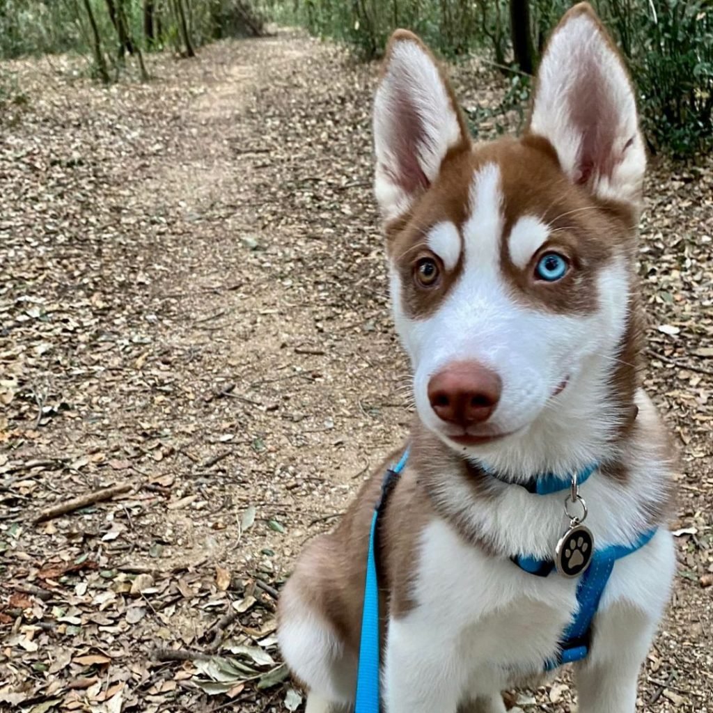 ice, husky siberiano