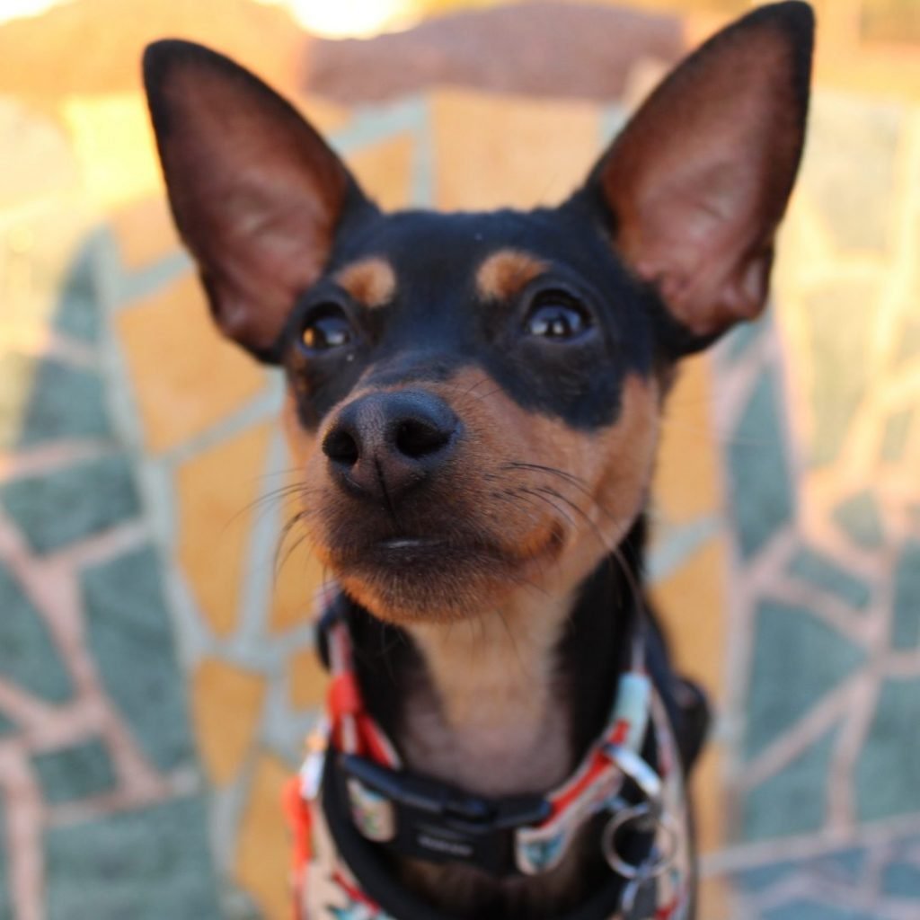 Lolo, mini pinscher