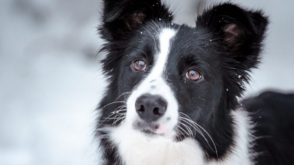 Boira, border collie