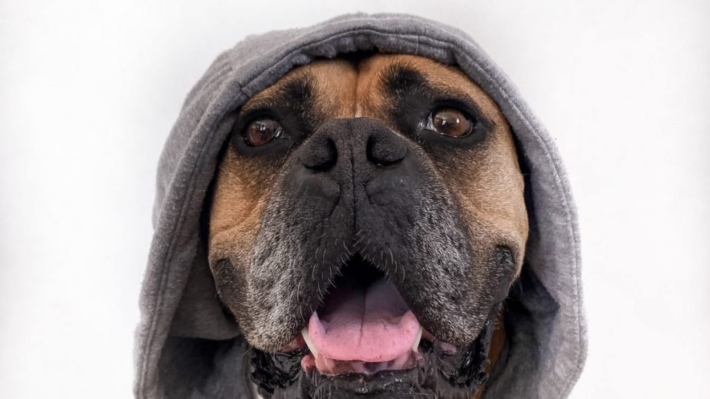 Leo, perro felizmente adoptado
