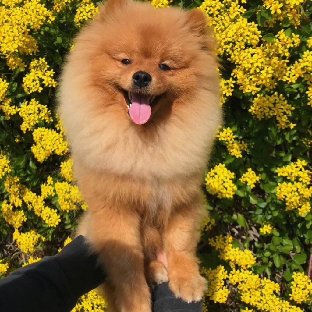 luke, pomerania