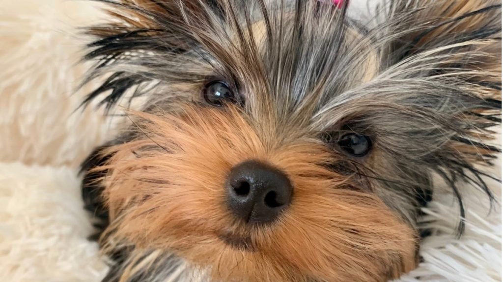 Noa, Yorkshire terrier