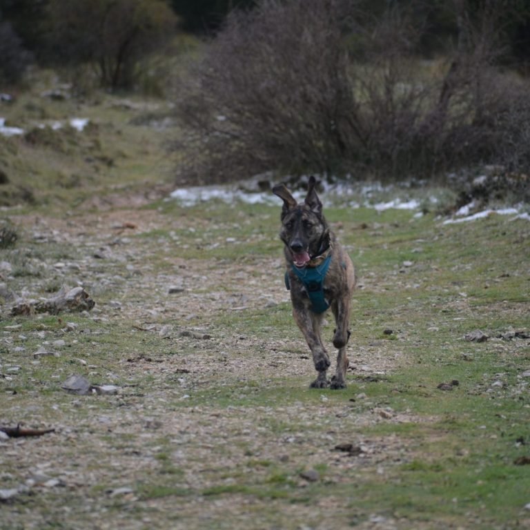 Magon, Mestizo de Mastín