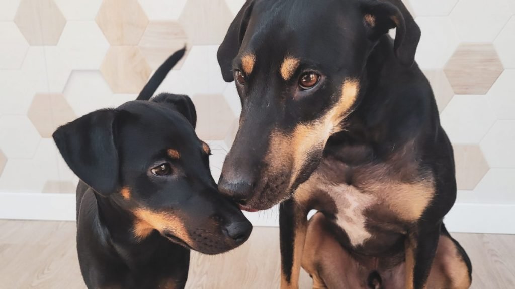 Zeus y Ares, mestizos adoptados