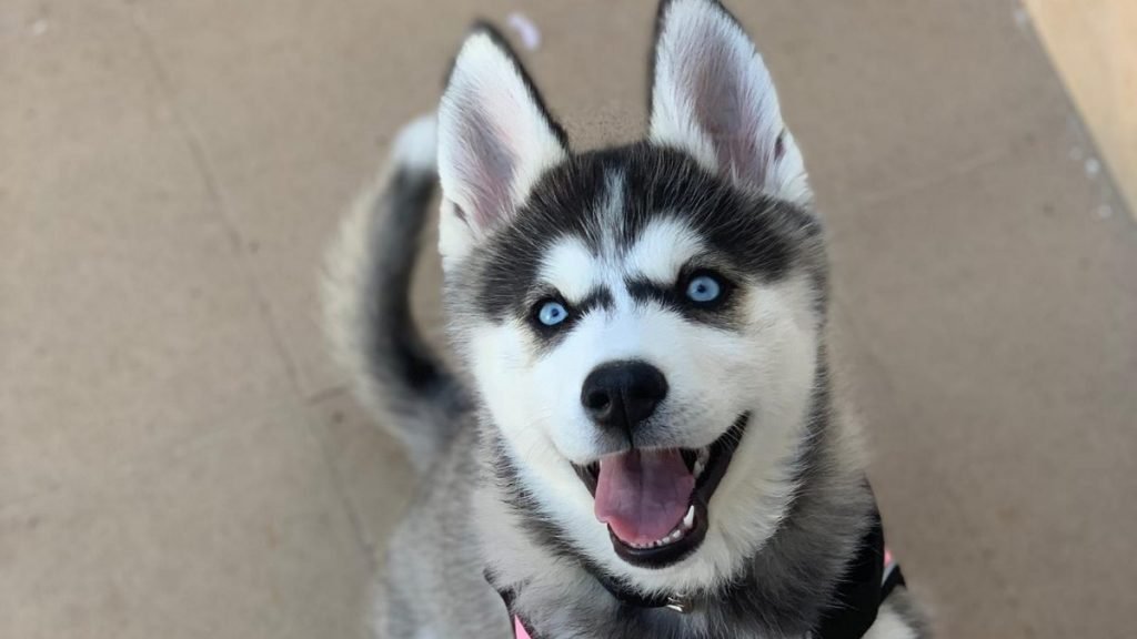 Gabanna, Husky Siberiano