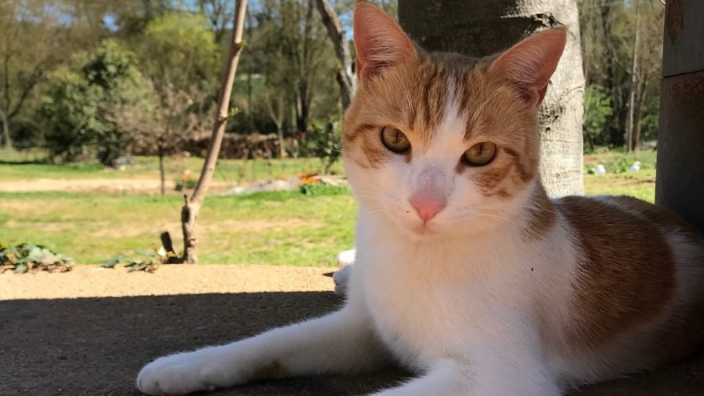 Toli, gato adoptado