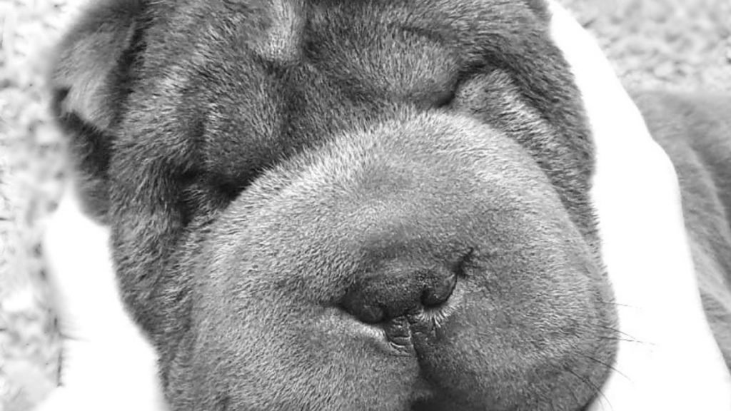 Triana, shar pei