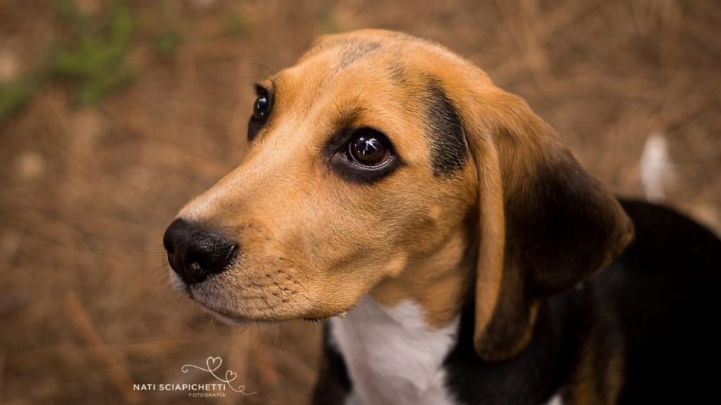 Bobi, Beagle