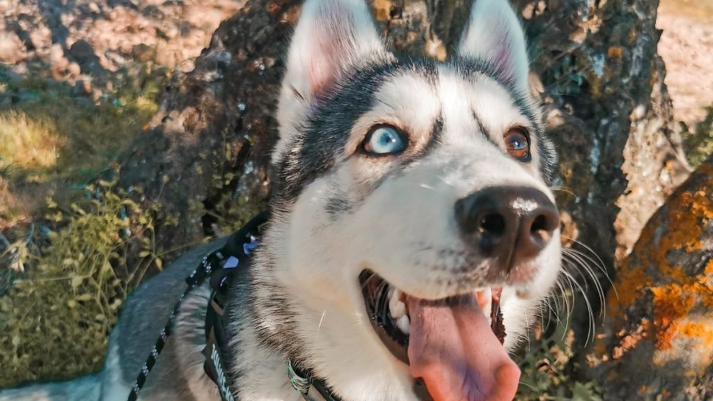 Lúa, Husky Siberiano