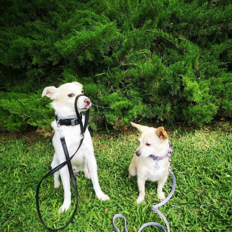 Kira y Ricky, perros mestizos rescatados