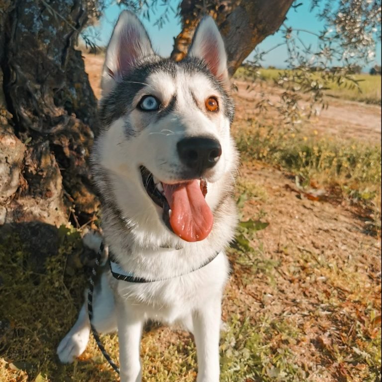 Lúa, Husky Siberiano